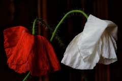 347420685_1446713422770416_1665802482986484056_n