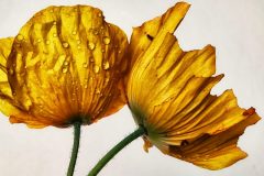 gelber-Mohn-1-scaled